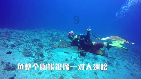 拯救可爱小鳄鱼